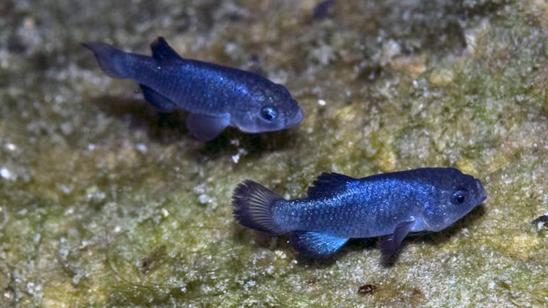 Two male specimen of the Devils Hole Pupfish and possibly A predacious diving beetle below right fish (Cyprinodon diabolis) photographed in the Devil's Hole, Nevada