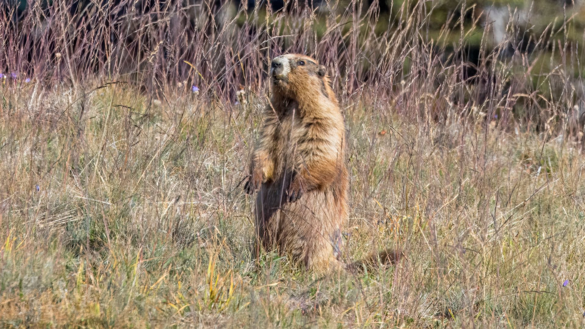 Olympic marmot (Marmota olympus), Hurricane Ridge, Olympic National Park, WA, USA