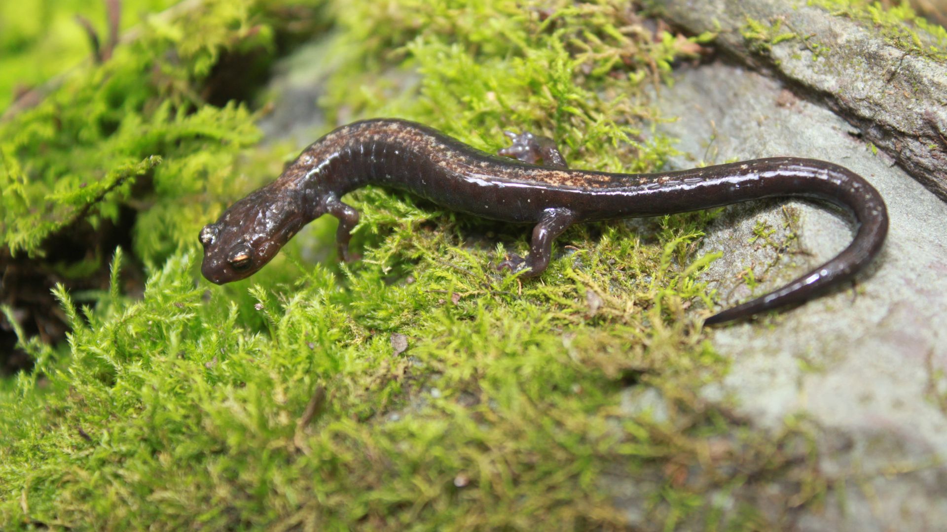 Shenandoah salamander Plethodon shenandoah