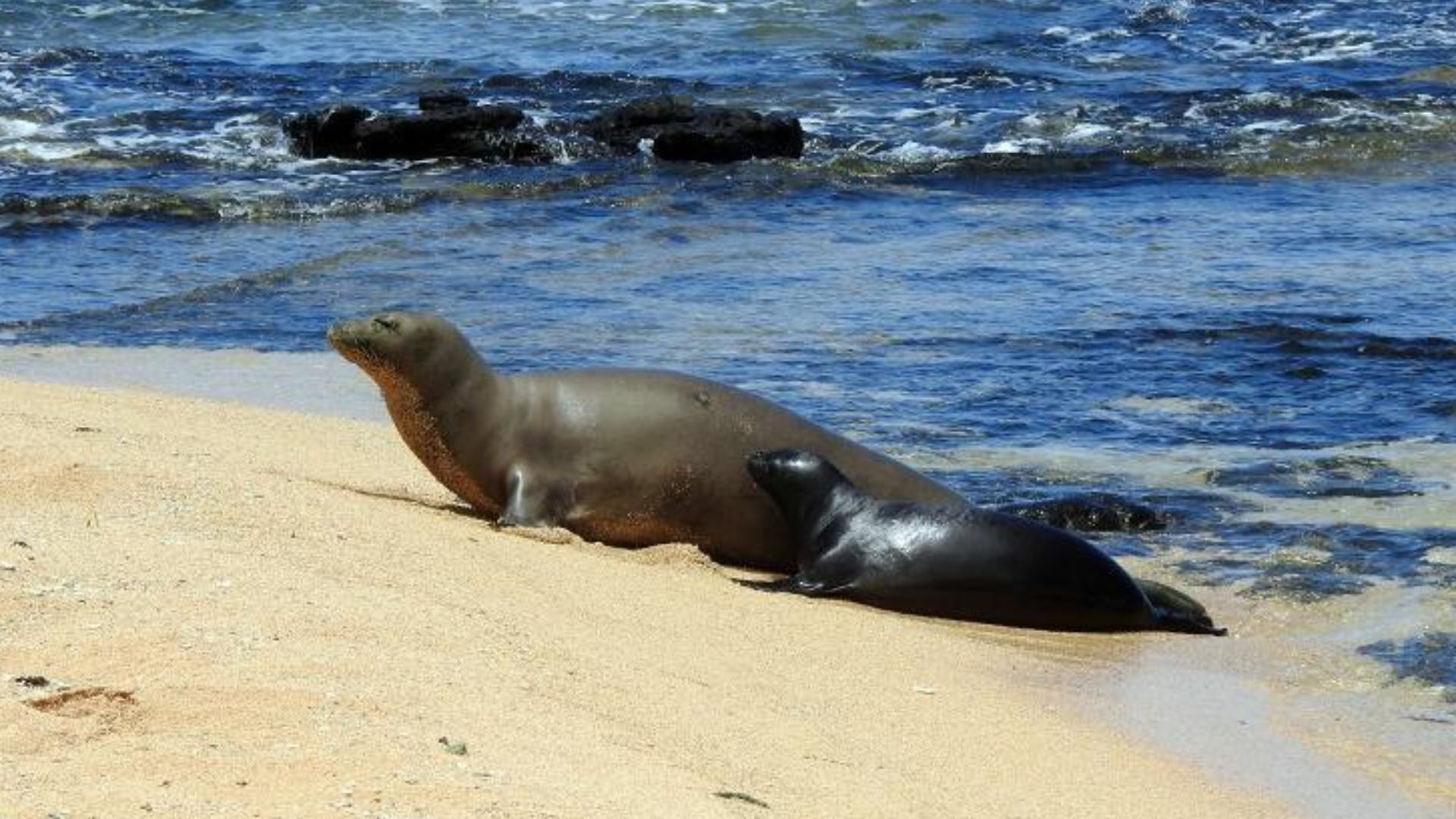 There are many threats to endangered Hawaiian monk seals. Our researchers examined death records in the main Hawaiian Islands to determine what threatens this population the most. (Spoiler alert: more than half were human-caused.) Read about it at https:/