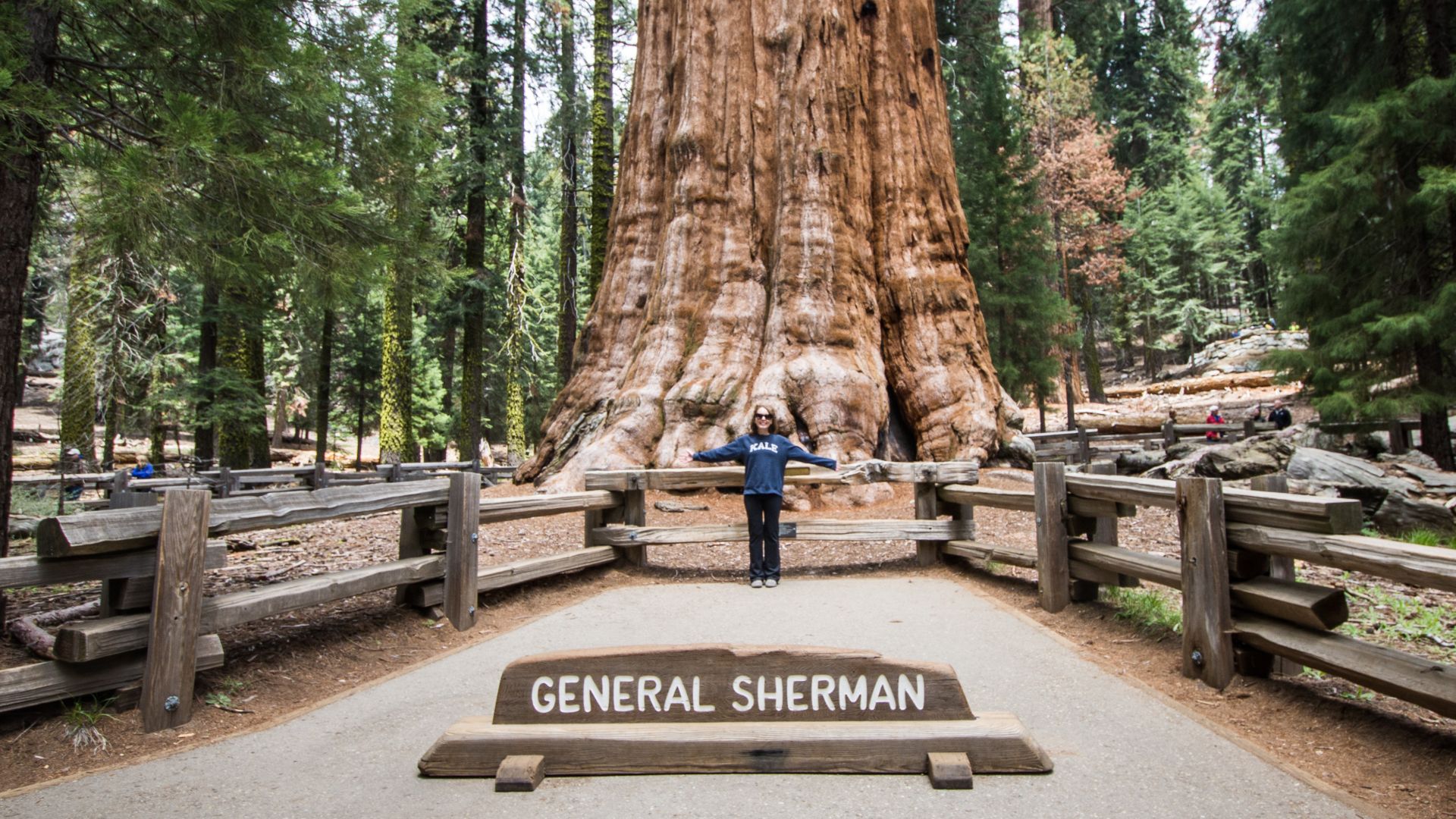 The General Sherman tree - Sequoia National Park