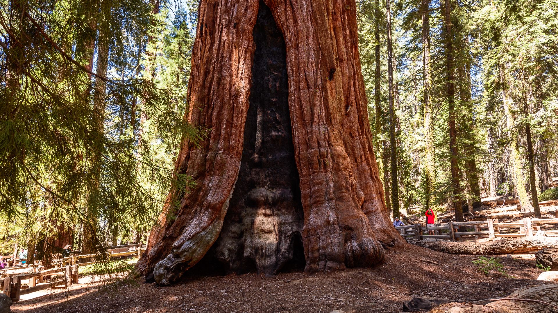 Sequoia National Park, General Sherman Tree Trail, California, USA