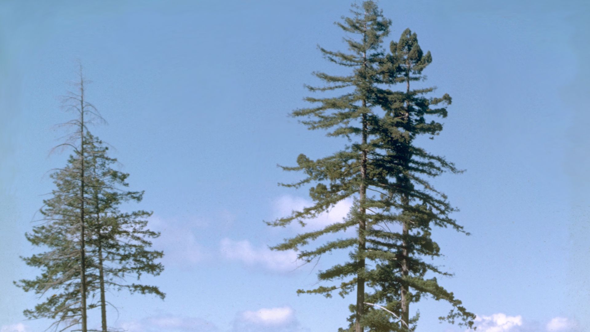 Coastal redwood forests with virgin groves of ancient trees, including the world's tallest, thrive in the foggy and temperate climate. The park includes 40 miles of scenic Pacific coastline.