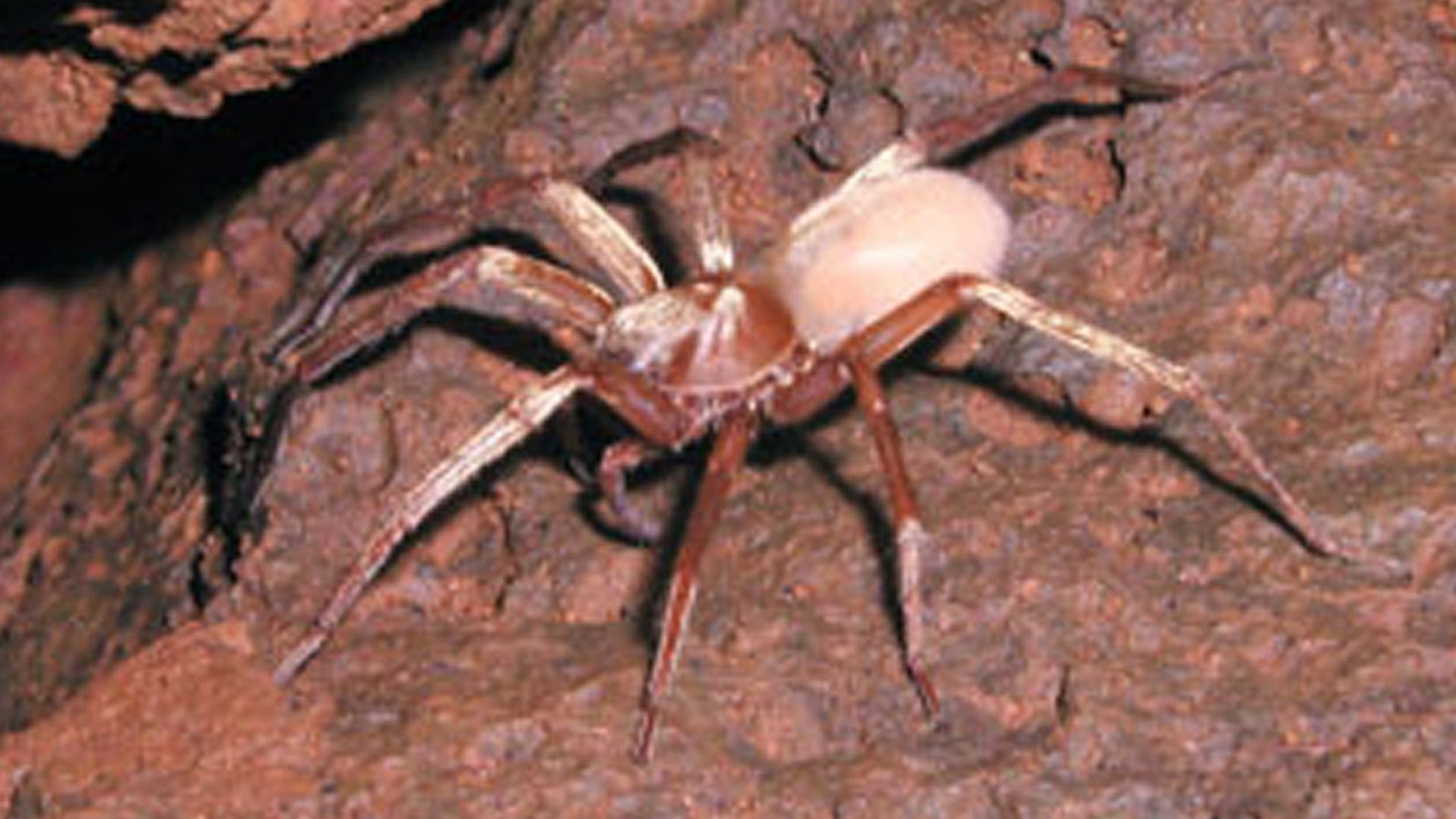 Kaua‘i cave wolf spider (Adelocosa anops)