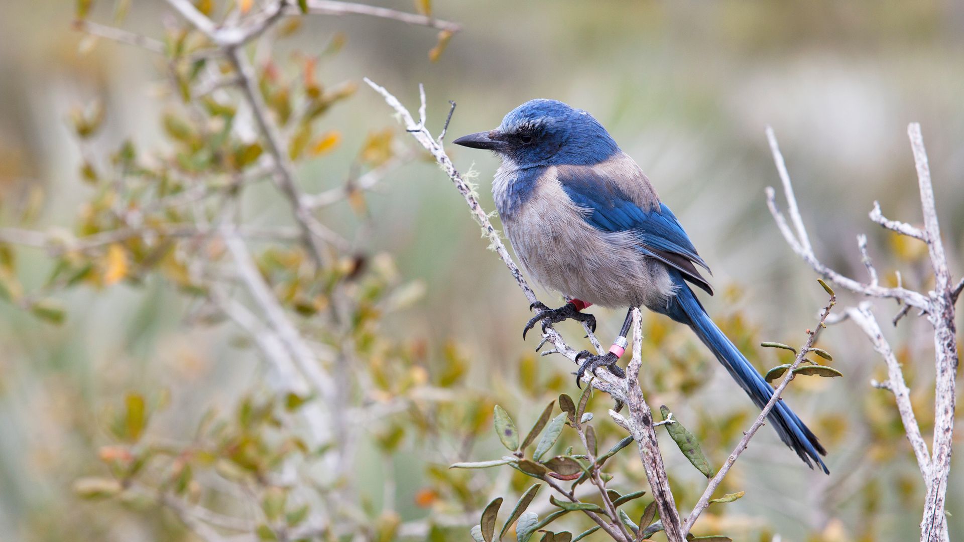 This Florida scrub jay’s bright blue and gray plumage stands out against a backdrop of scrub oaks in the Merritt Island National Wildlife Refuge in Florida. NASA's Kennedy Space Center is located on the refuge, which provides a habitat for 330 species of 