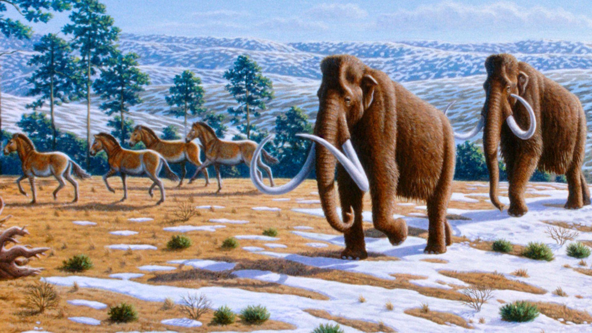 Woolly mammoths were driven to extinction by climate change and human impacts. The image depicts a late Pleistocene landscape in northern Spain with woolly mammoths (Mammuthus primigenius), equids, a woolly rhinoceros (Coelodonta antiquitatis), and Europe
