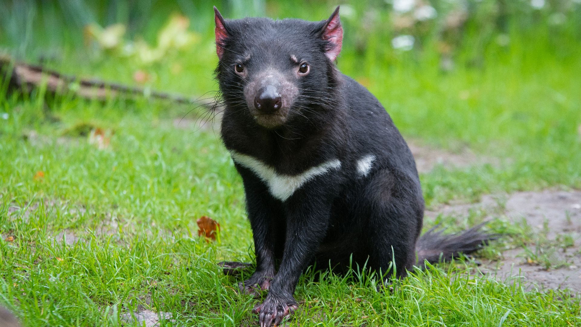 Tasmanian Devil