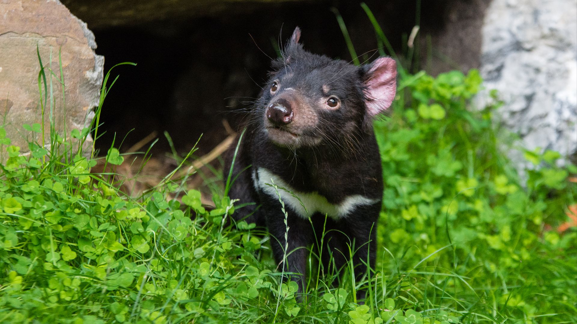 Tasmanian Devil