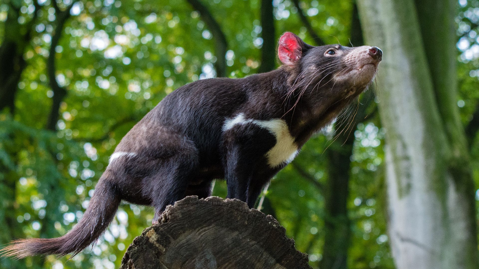Tasmanian Devil