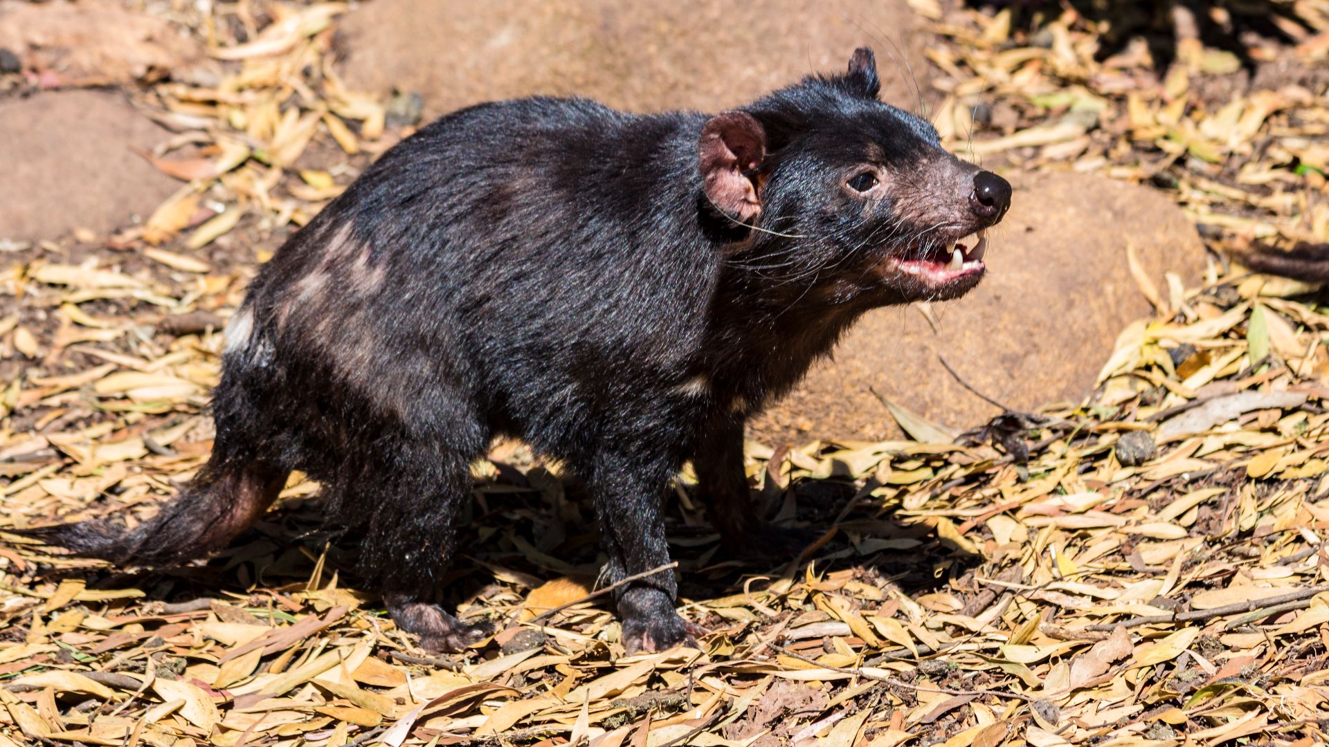 Tasmanian Devil