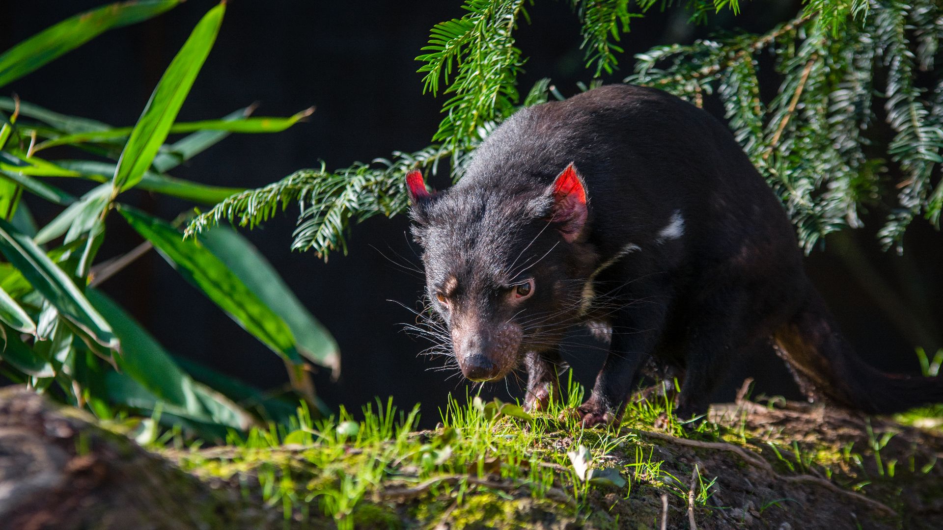 Tasmanian Devil