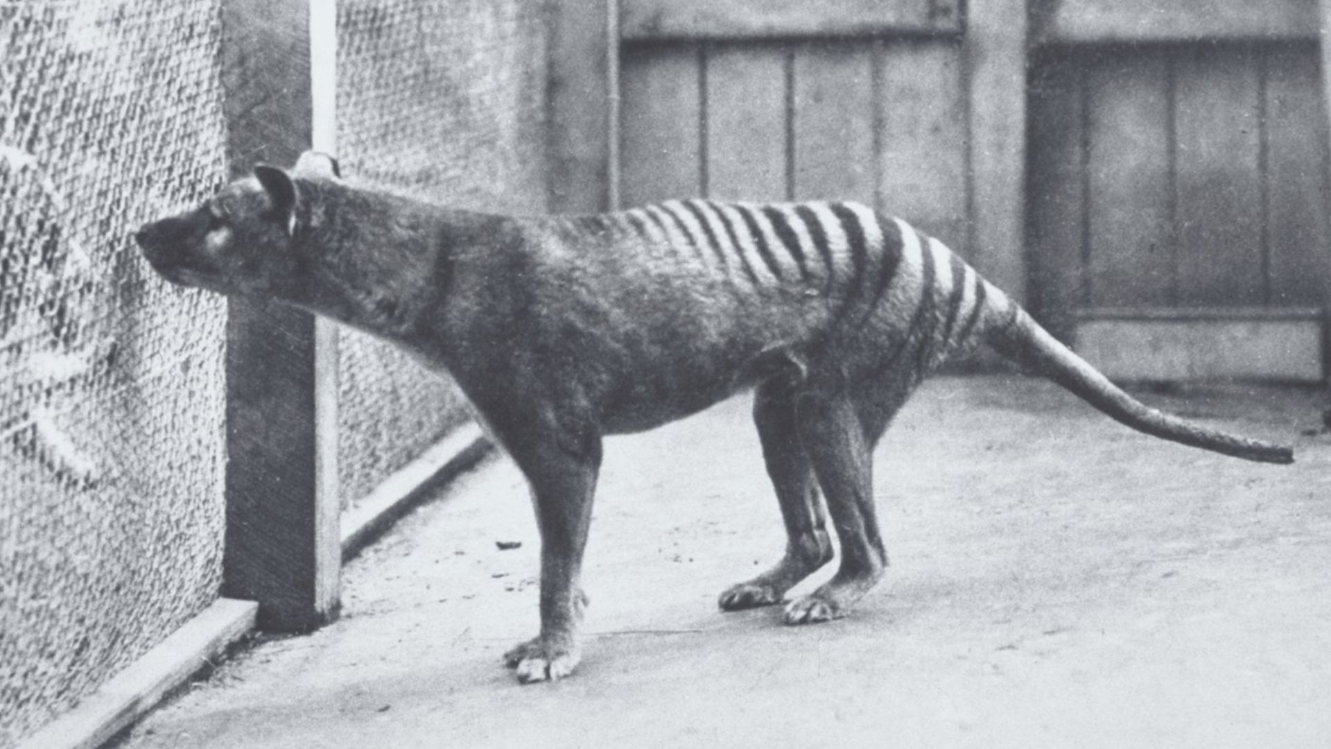 Photo from a Postcard of 'Tasmanian Marsupial Wolf' - the Thylacine. Hobart Zoo c. 1928 (G.P. Whitley Papers Australian Museum Archives) AMS139/4/20/1
Image: Harry Burrell
