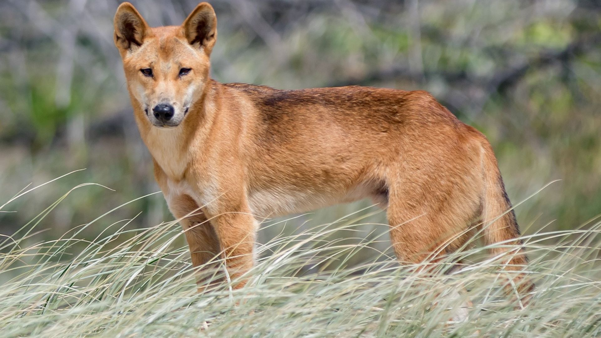 Australian dingo (Canis dingo)