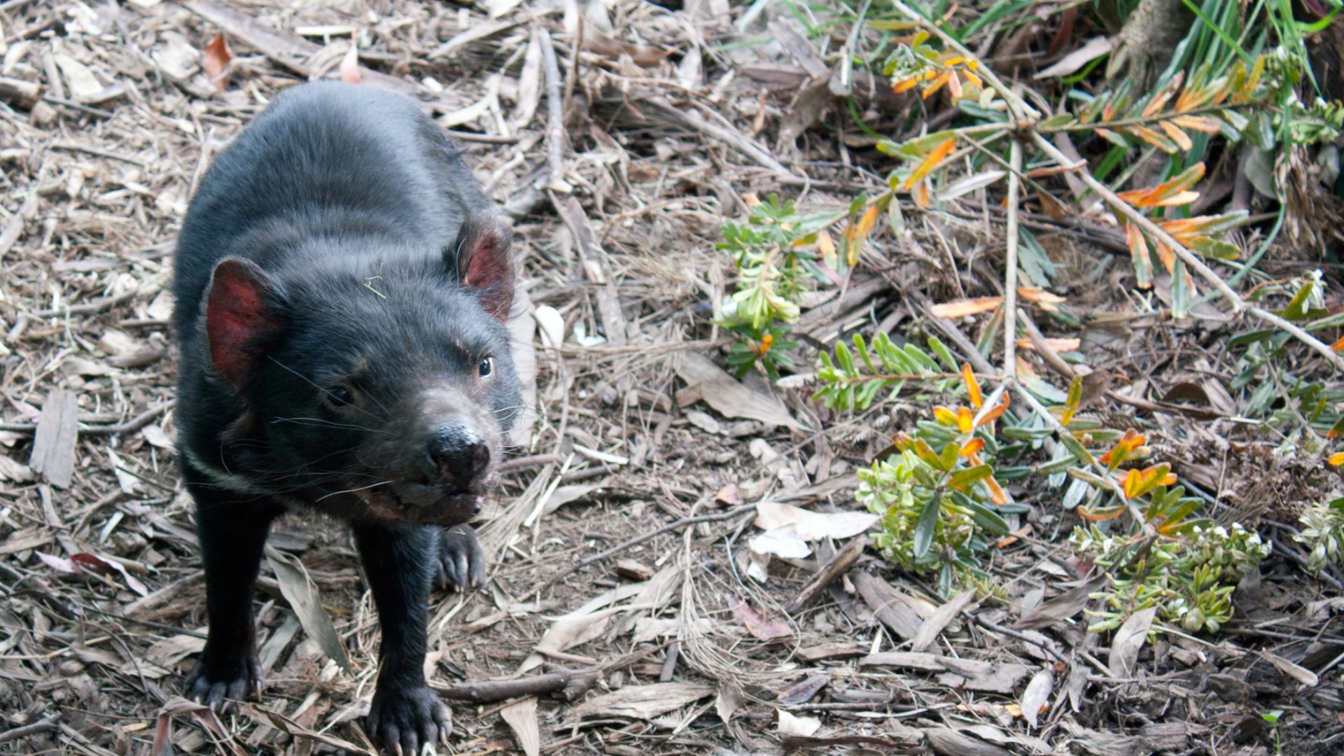 At the Port Arthur Tasmanian Devil Conservation Park