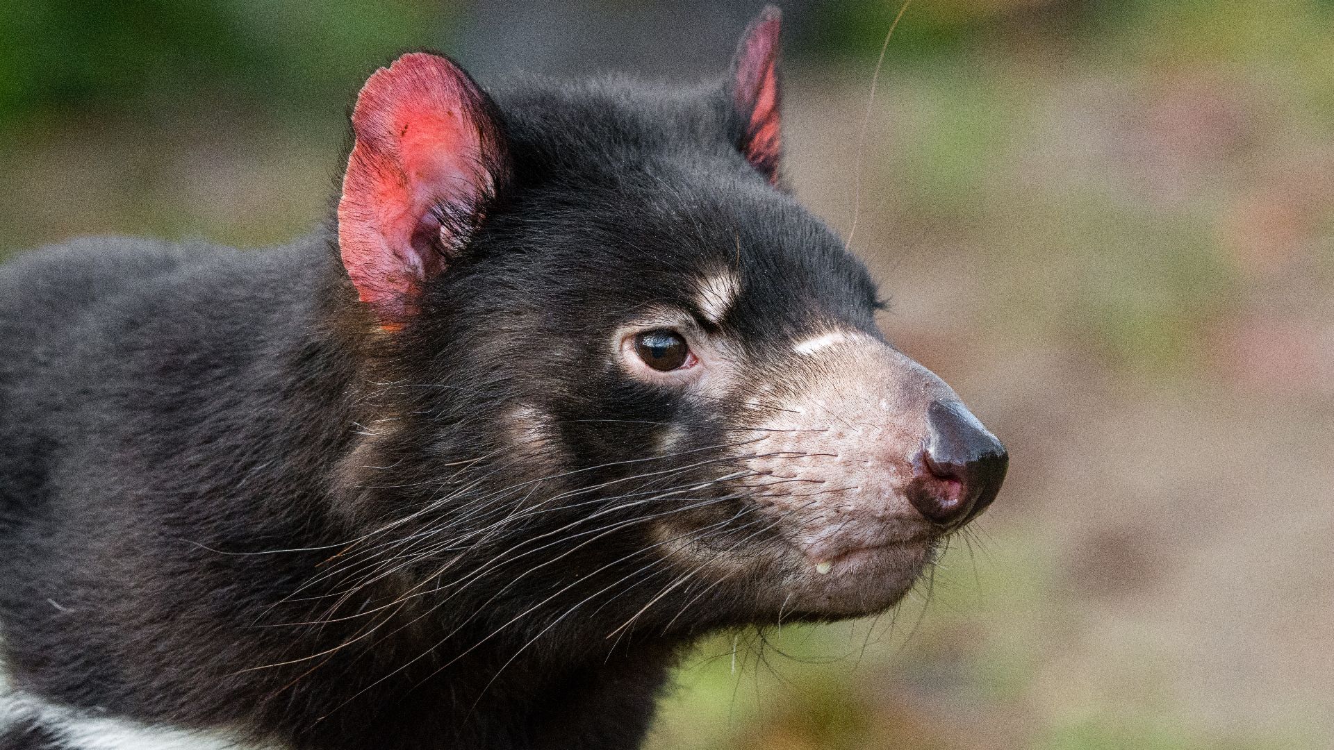 Tasmanian Devil