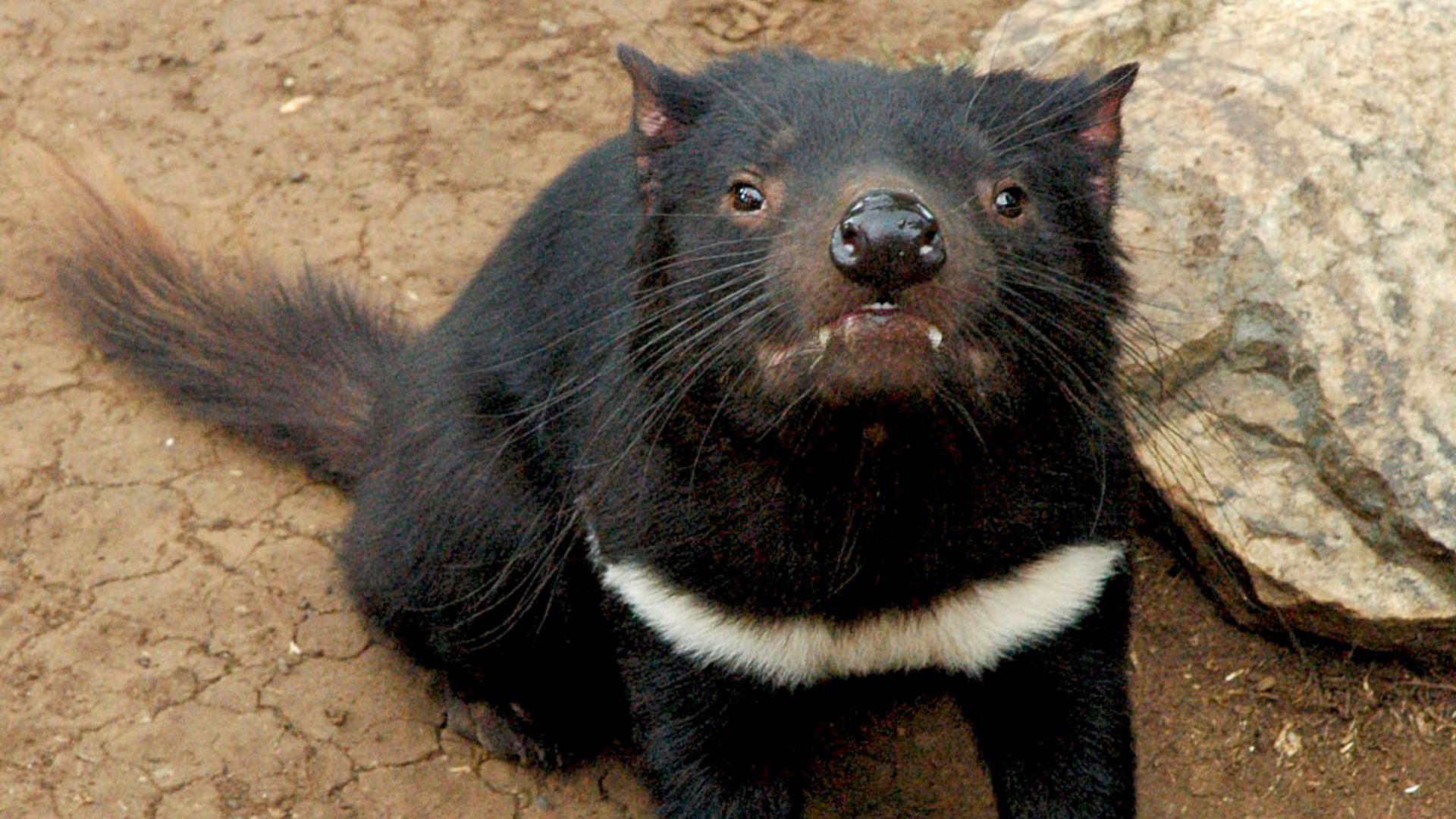 Tasmanian devil.
