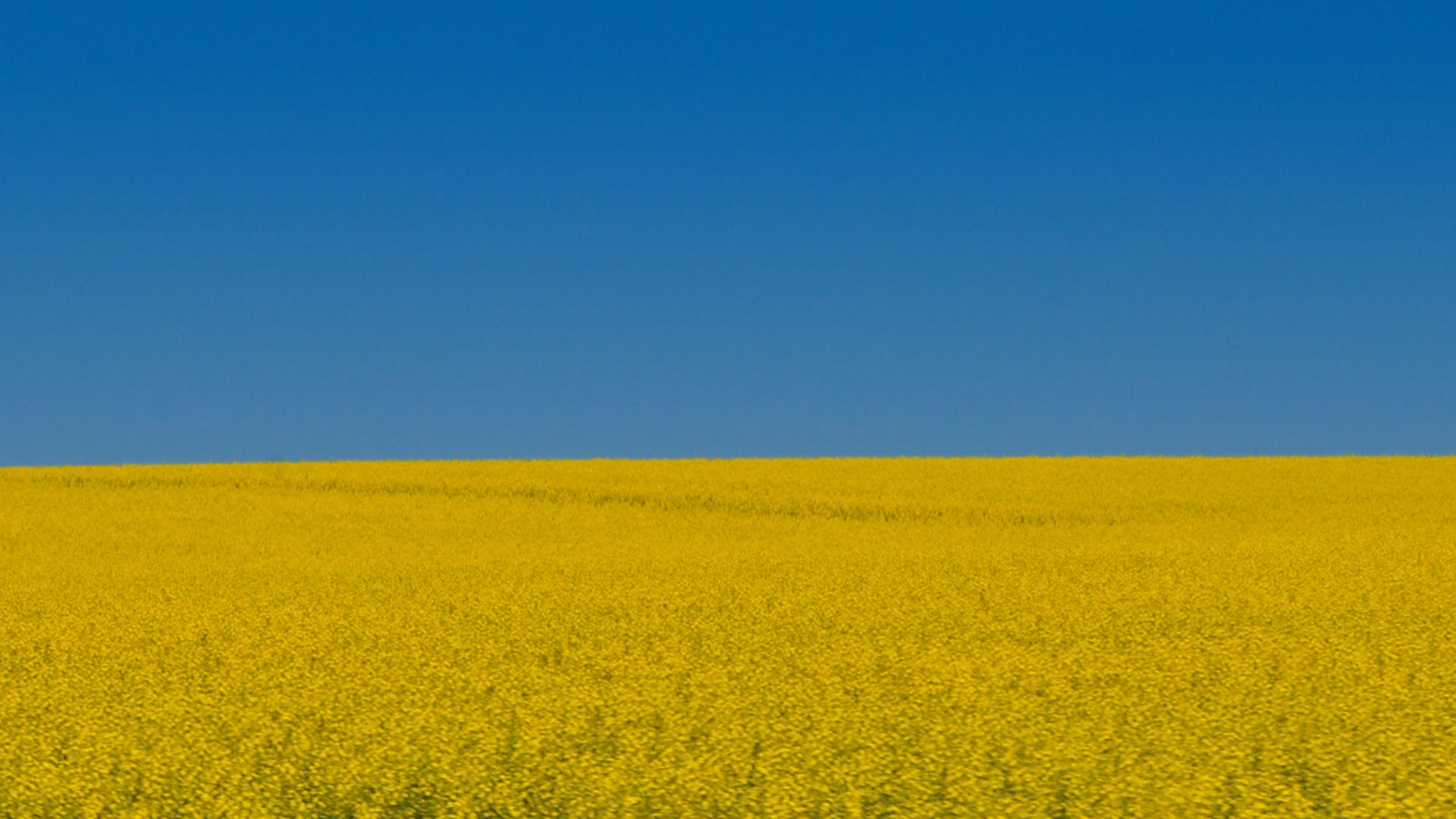 Rapeseed field in Canada –