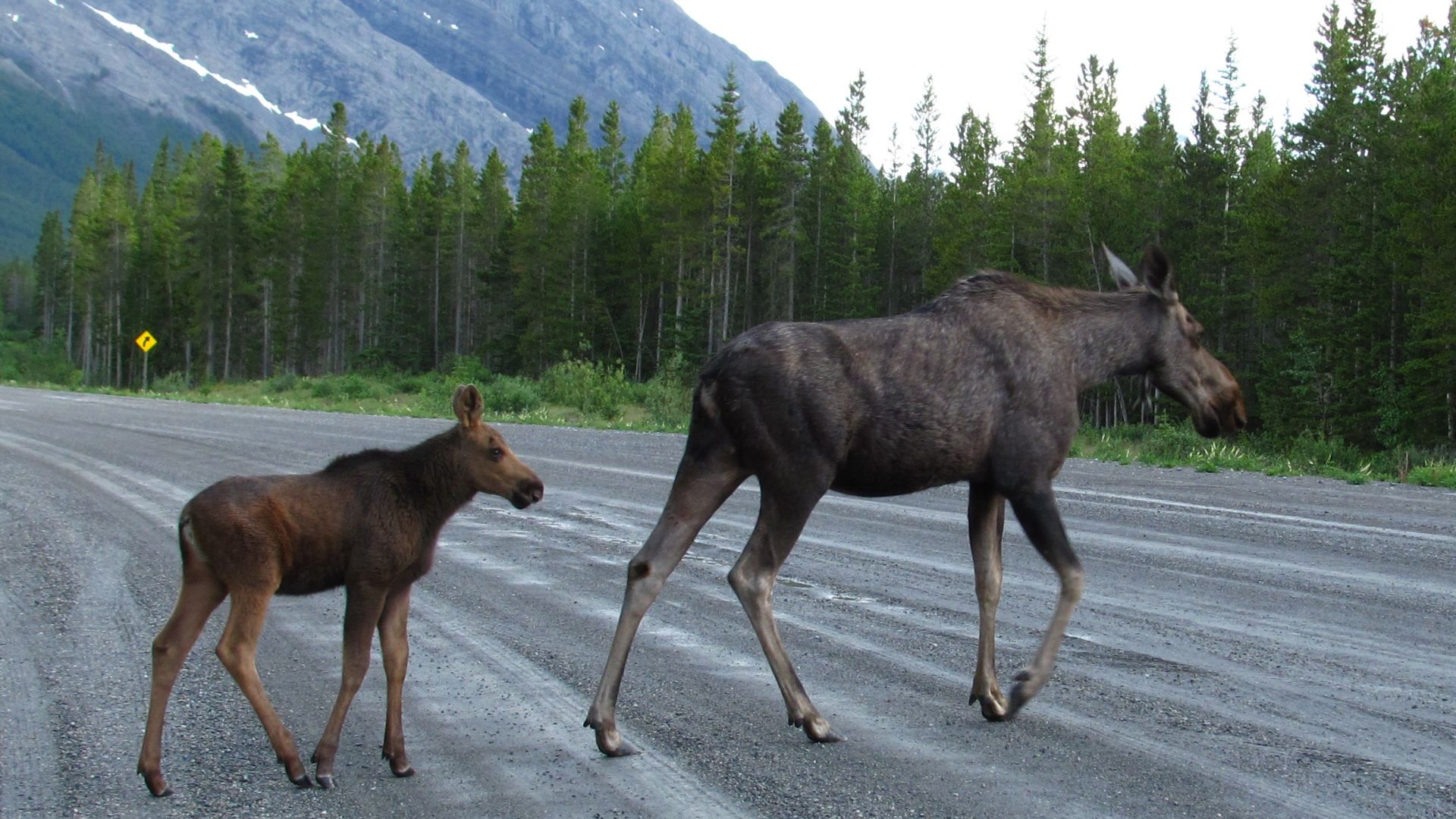 Mother and calf on road
