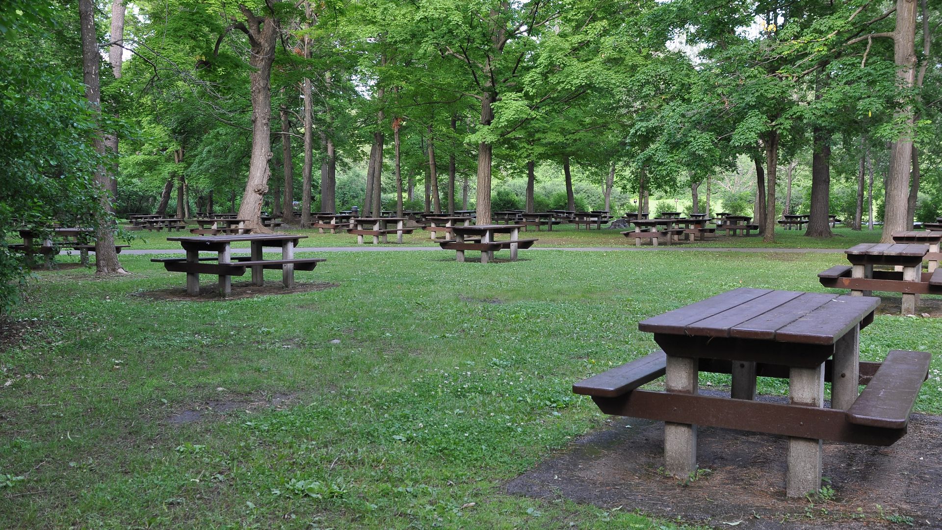 The narrow walking trail through the bush clears somewhat, and we come across this nice picnic area, again surrounded by bush. There was also a childrens' play area. Unlike overcrowded picnic areas in many urban centres, this one was absolutely deserted w