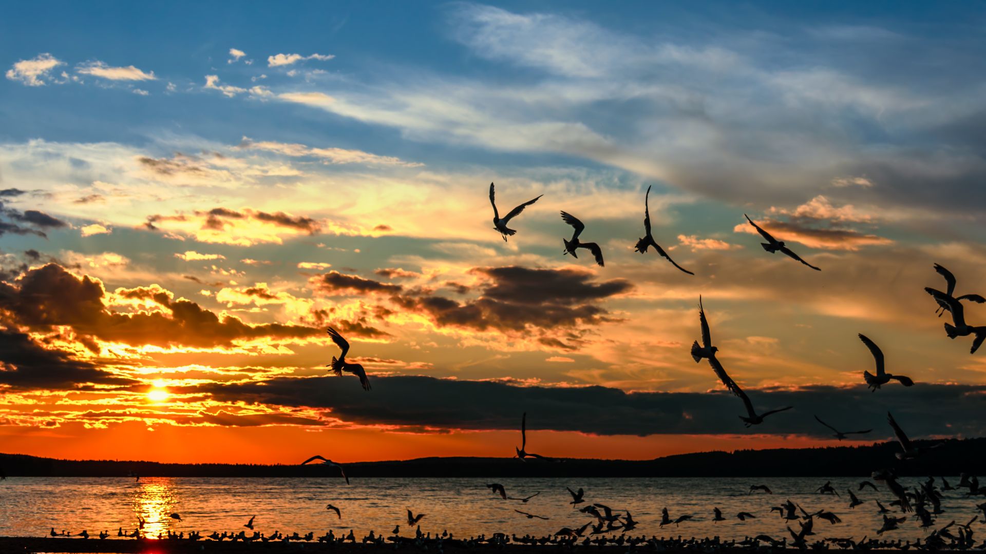 Silhouettes of seagulls on sunset flying over the Waskesiu Lake in Prince Albert National Park Saskatchewan, Canada