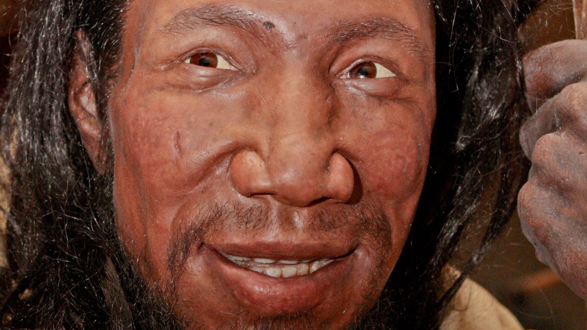 Reconstruction of an early (between 37,000 and 42,000 years old) European Homo sapiens based on bones found in the cave Peştera cu Oase (Romania). Exhibited in the Neanderthal Museum in Mettmann, Germany.