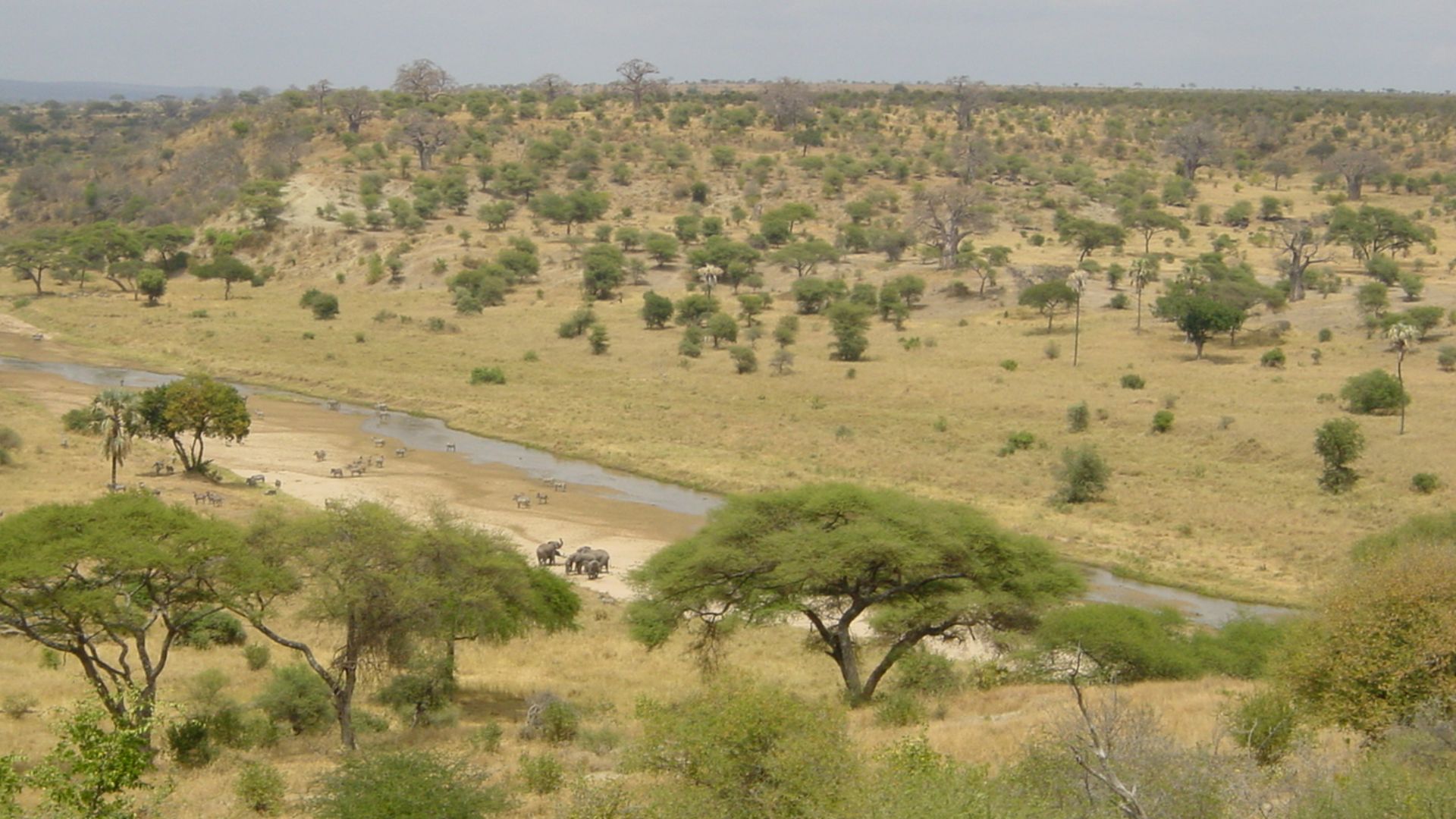 Tarangire National Park in Tanzania, East Africa