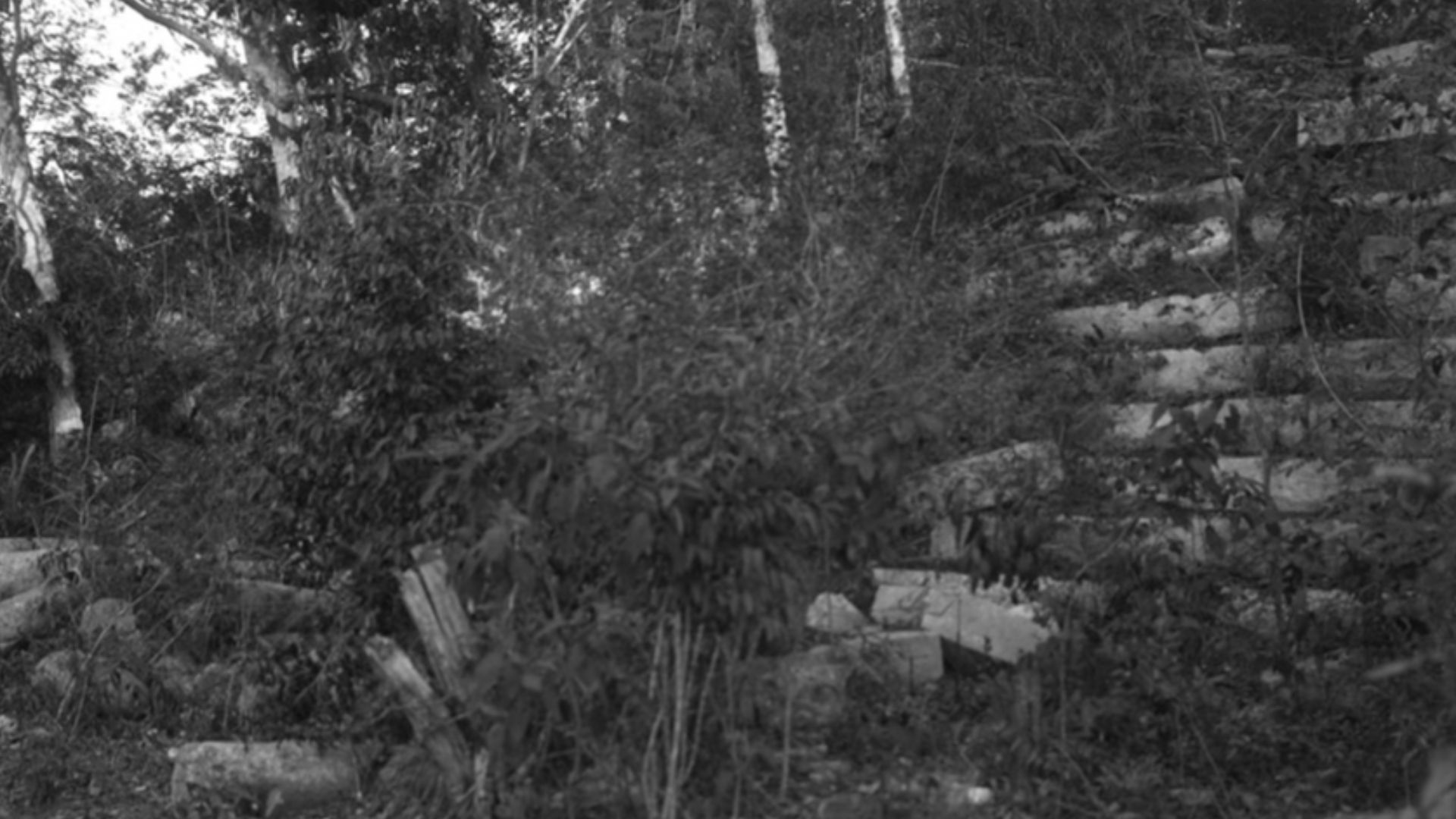 Man standing in dense jungle forest near Mayan ruins [verify]. 1899.
Name of Expedition: Allison V. Armour Expedition
Participants: Charles F. Millspaugh, Edward P. Allen, Edward S. Isham Jr.,Jordan L. Mott Jr.  
Expedition Start Date: December 21, 1898 
