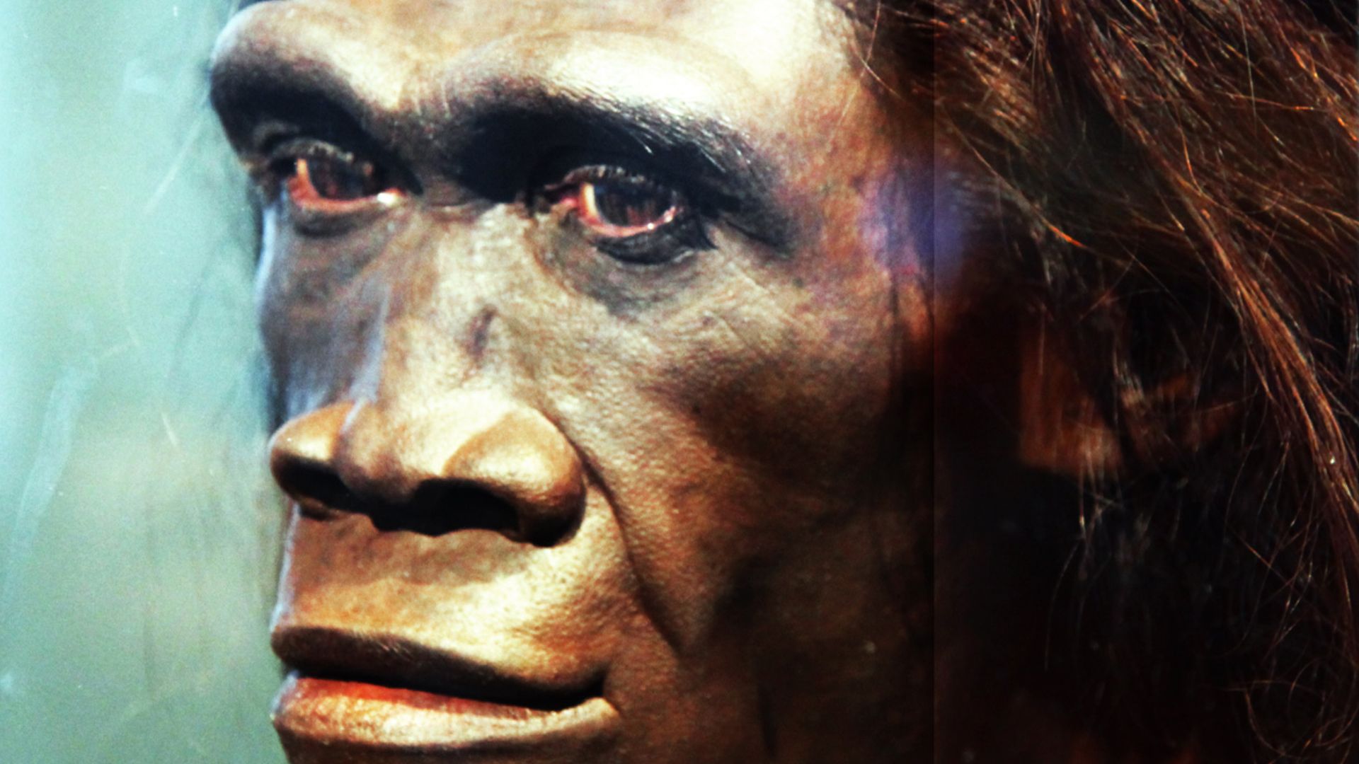 A model of the face of an adult female Homo erectus, one of the first truly human ancestors of modern man, on display in the Hall of Human Origins in the Smithsonian Museum of Natural History in Washington, D.C.
By reconstruction by John Gurche; photograp