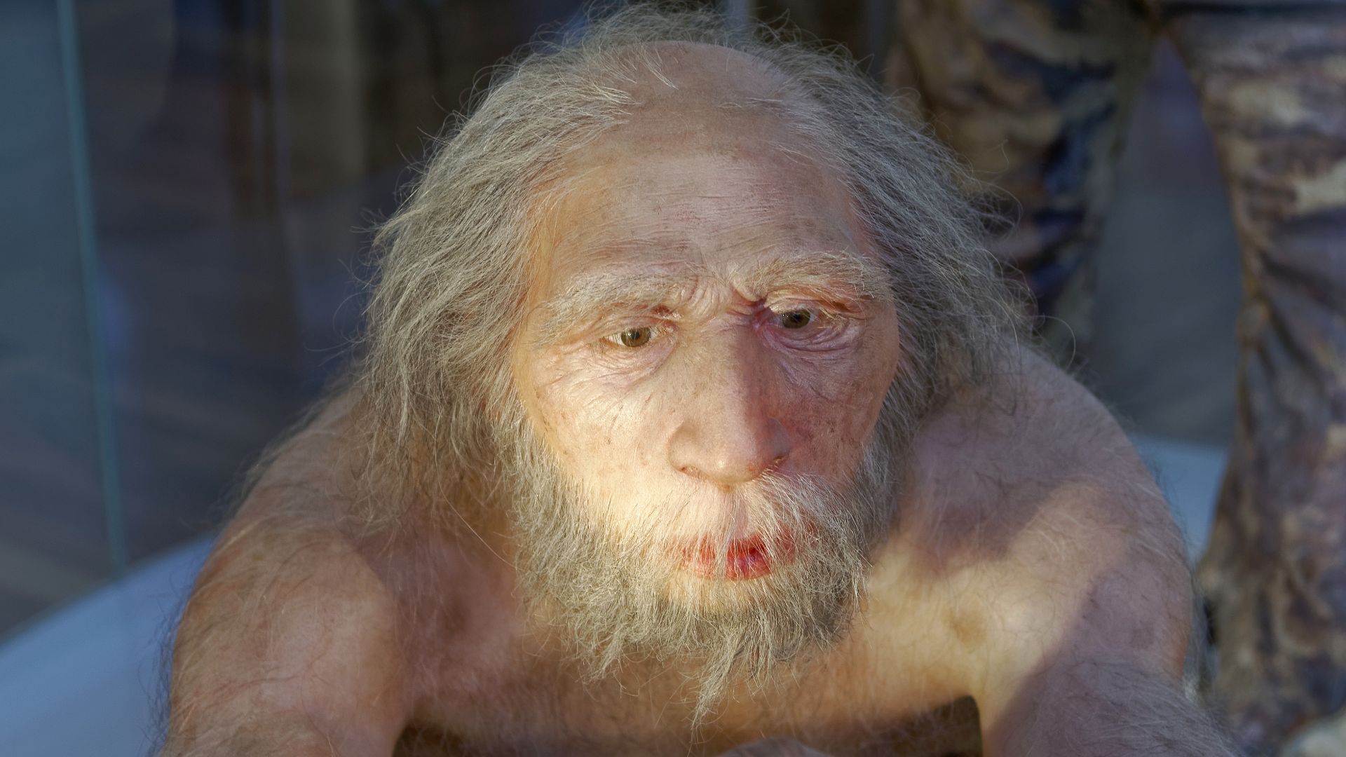 Model of Homo neanderthalensis elder man in The Natural History Museum, Vienna