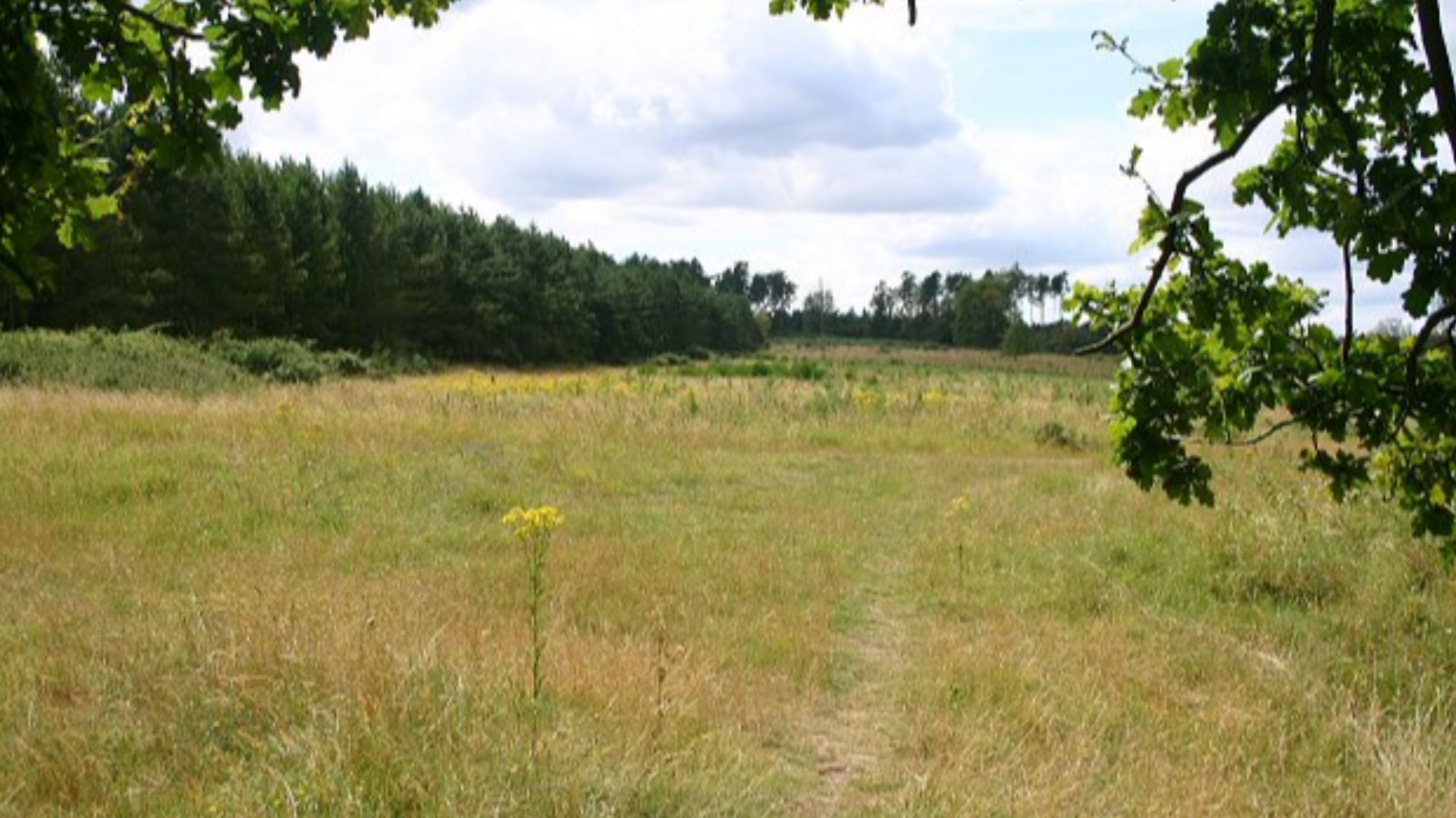 Lambpit Hill, Thetford The woodland marks the eastern edge of Thetford Forest.