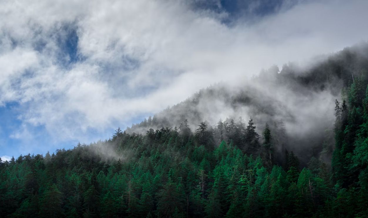 green trees covered with fog