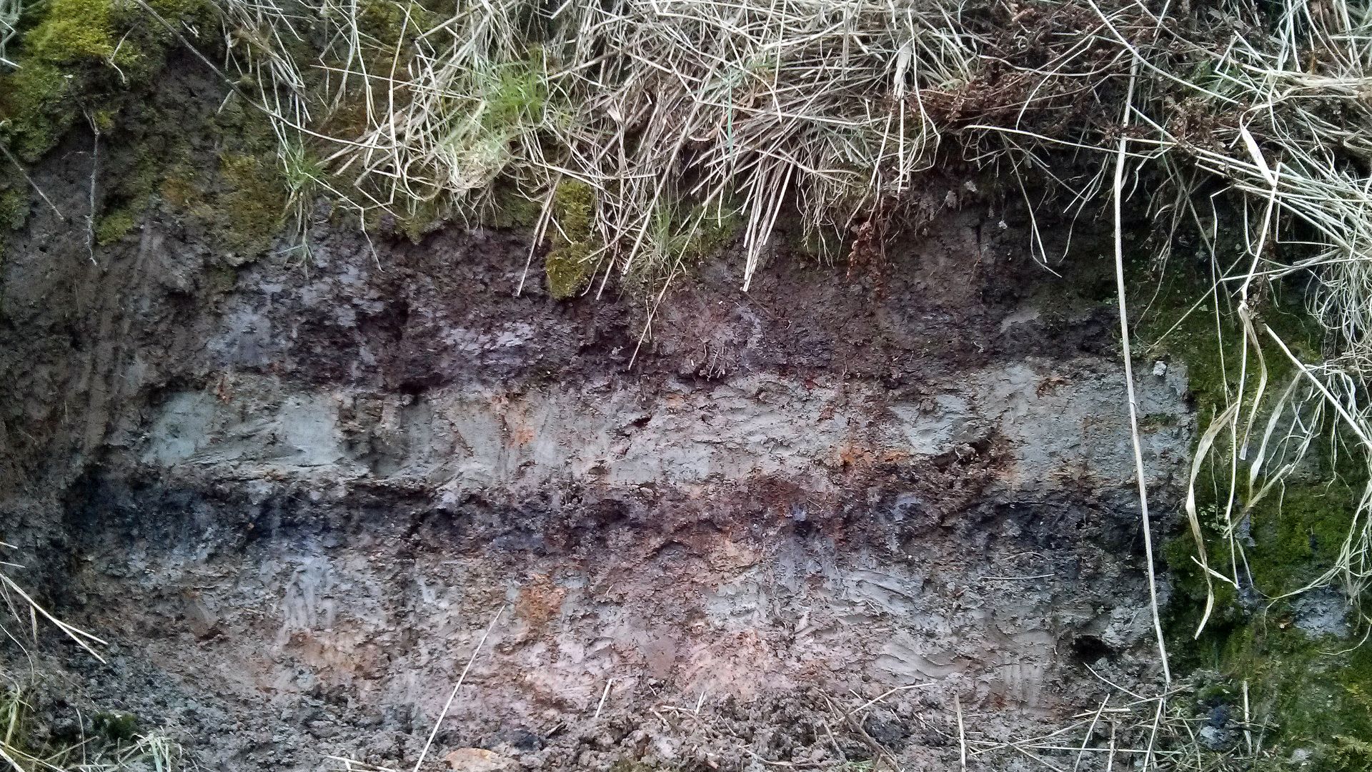 Image showing the Storegga tsunami deposits, bracketed by peat, taken at the Montrose basin (Maryton)