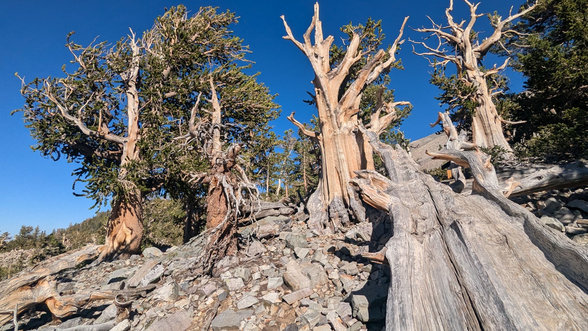 Bristlecone Pine Interpretive Trail