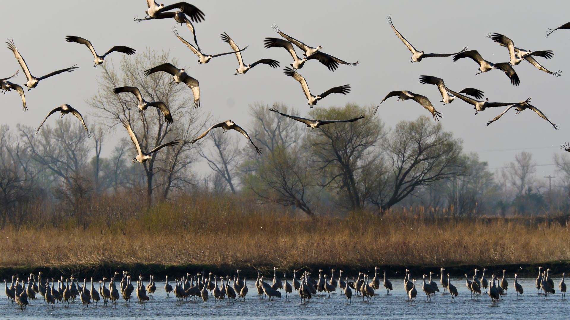 Every year, hundreds of thousands of sandhill cranes congregate on the Platte River during their Spring migration, forming large flocks that use the sandbars of the Platte River as a nightime refuge before dispersing to local fields to feed during the day