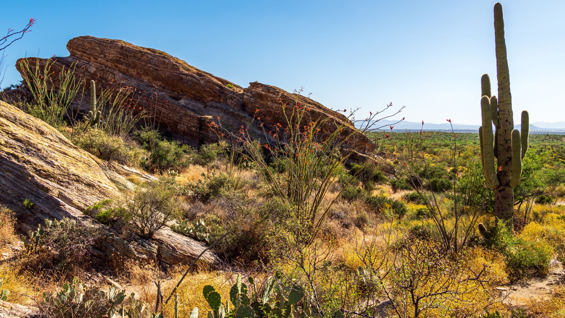 Javelina Rocks, Saguaro National Park East, Tucson, Arizona, USA