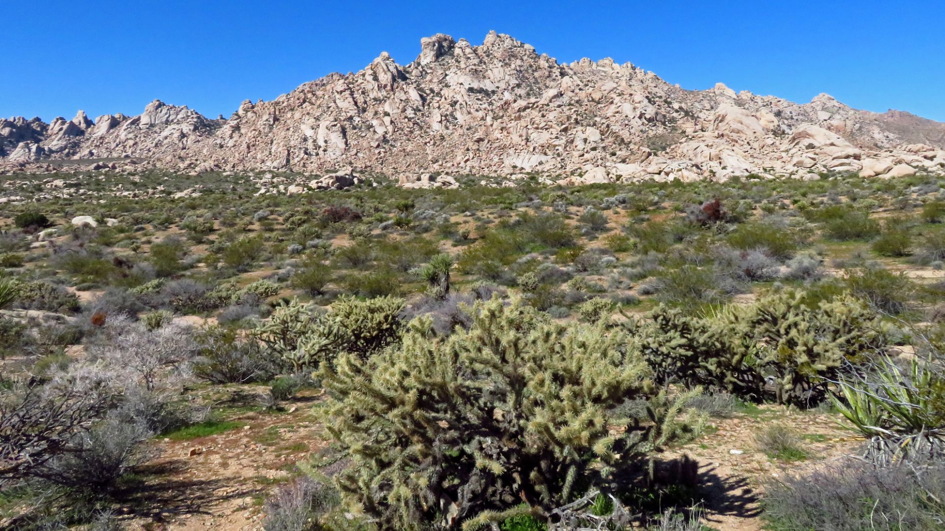 Desert Cactus Plants at Mojave National Preserve in California | Landscapes in The West by Jeff Hollett