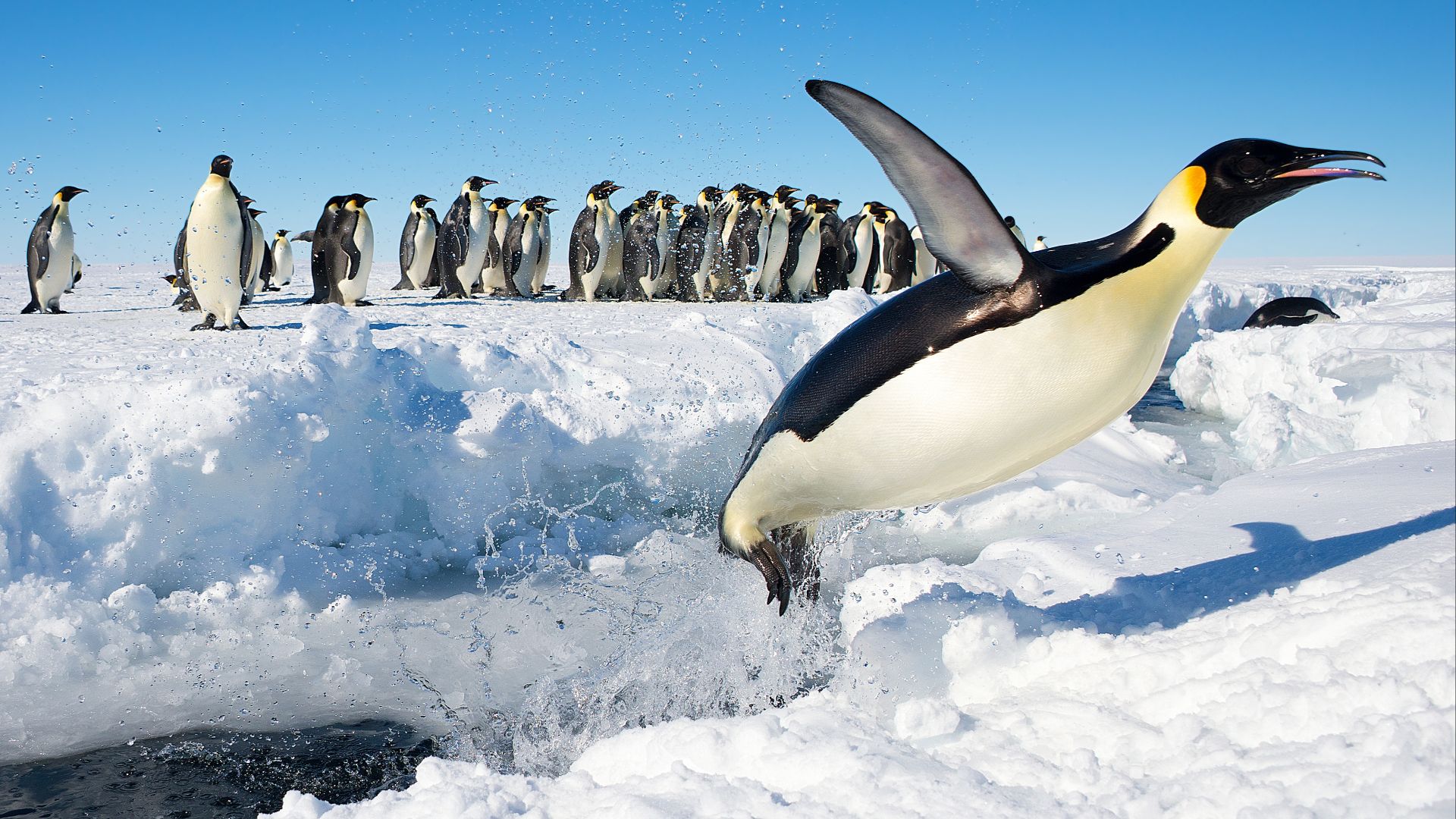 An Emperor Penguin (Aptenodytes forsteri) in Antarctica jumping out of the water.