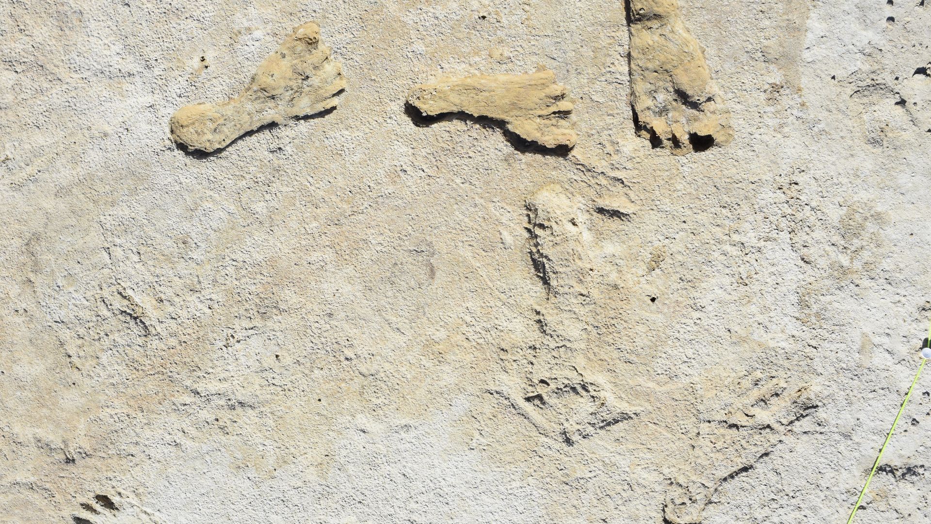 Seven human footprints preserved in Ice Age gypsum cement.
Ice Age footprints from adolescemt female estimated to 23,000-21,000 years ago. During this time warming and drying events caused Lake Otero to significantly drop in water level, allowing for the 