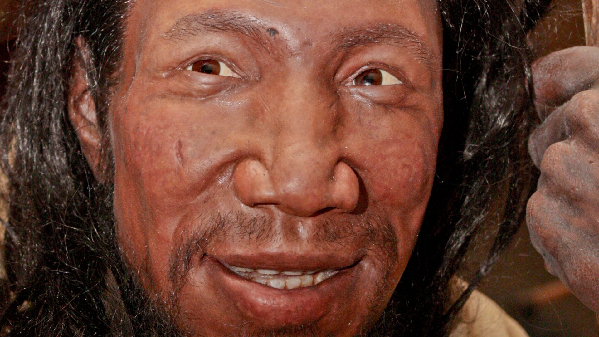 Reconstruction of an early (between 37,000 and 42,000 years old) European Homo sapiens based on bones found in the cave Peştera cu Oase (Romania). Exhibited in the Neanderthal Museum in Mettmann, Germany.