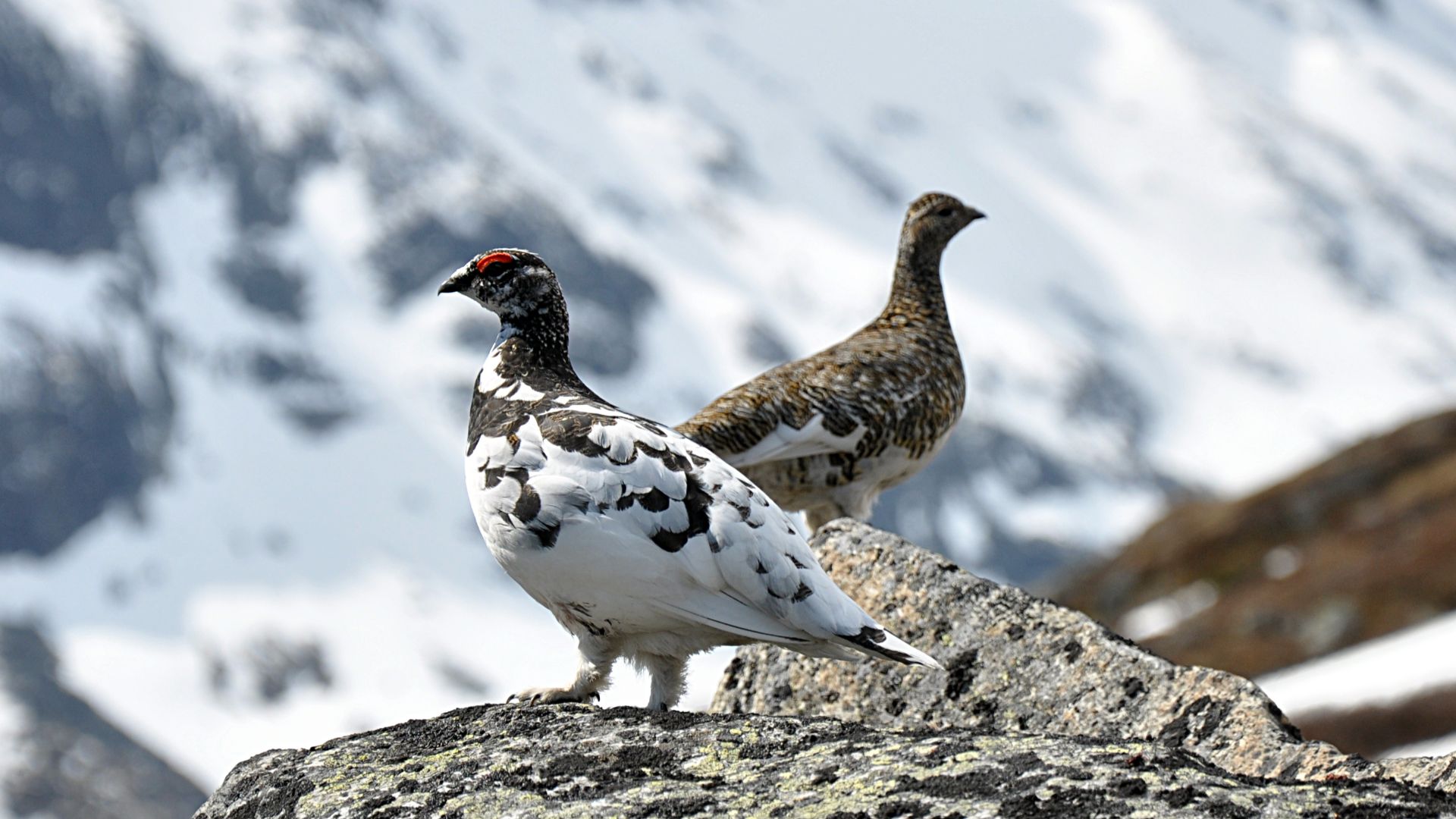 A pair of Rock Ptarmigan (Lagopus muta muta) photographed in Jotunheimen, Norway. Both sexes represented in picture, the male bird still has much of its winter plumage.