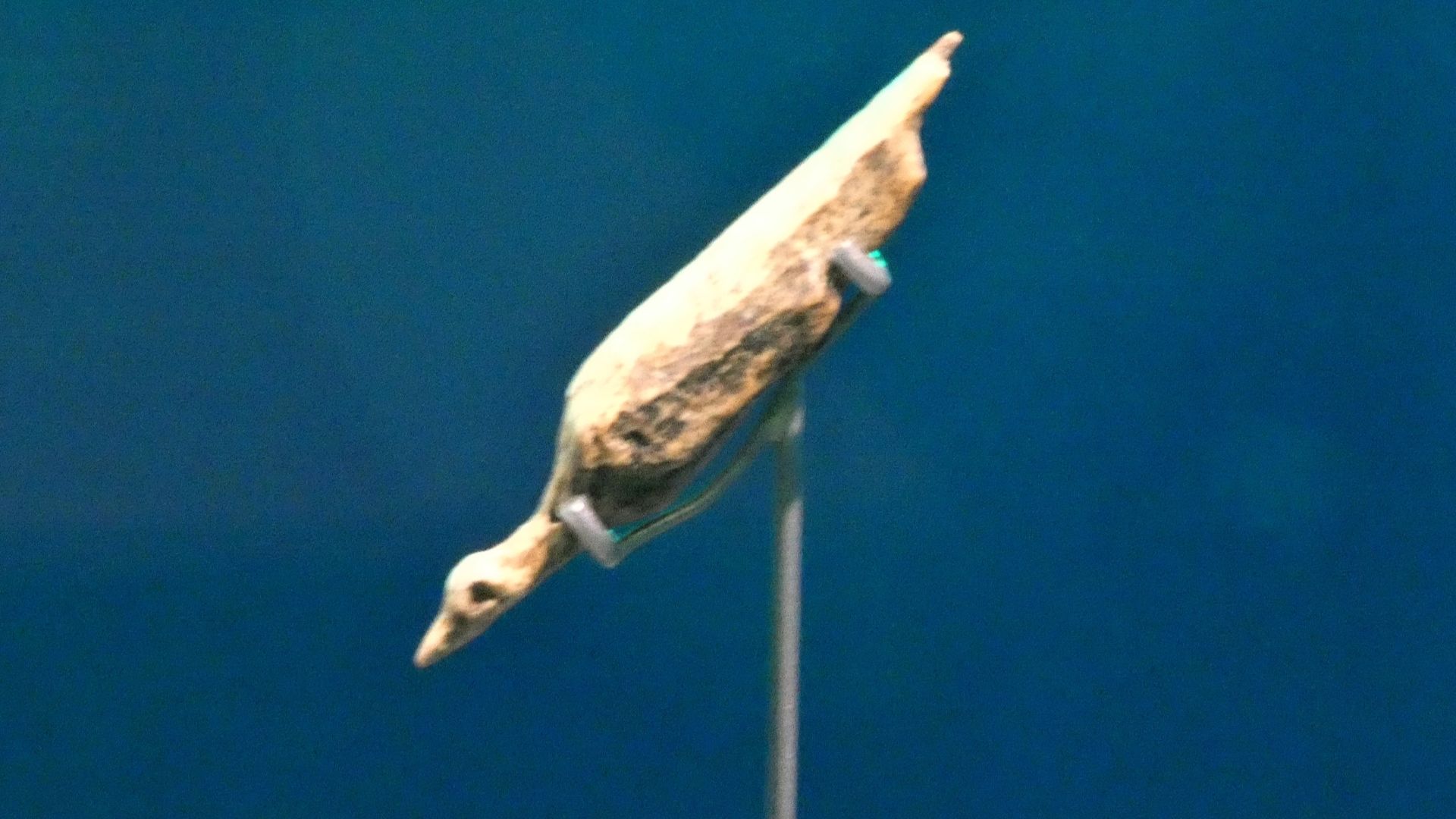 Wasservogel, Mammutelfenbein, Fundort: Hohle Fels Schelklingen, ca. 38000 Jahre alt, Urgeschichtliches Museum Blaubeuren, Leihgeber: Archäologisches Landesmuseum Baden-Württemberg