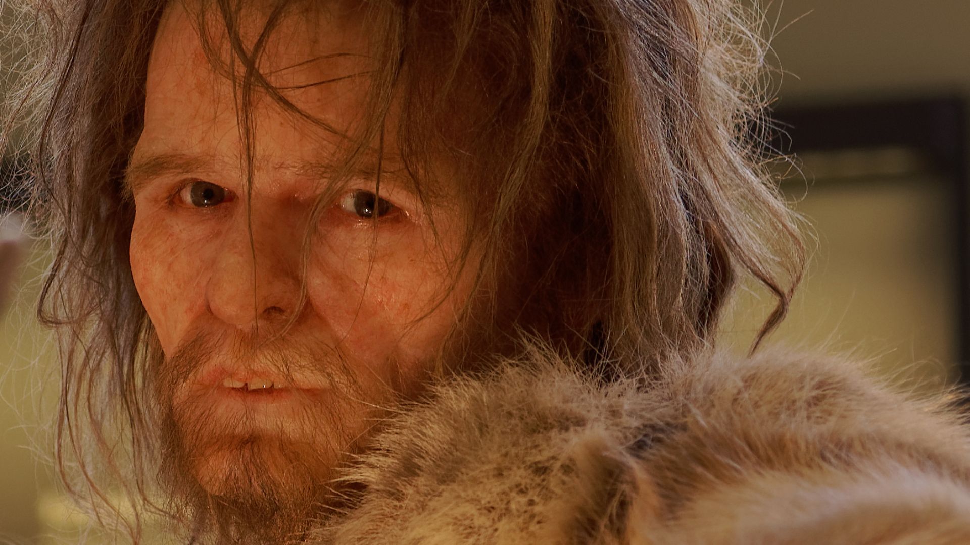 Model of Homo neanderthalensis man in The Natural History Museum, Vienna
