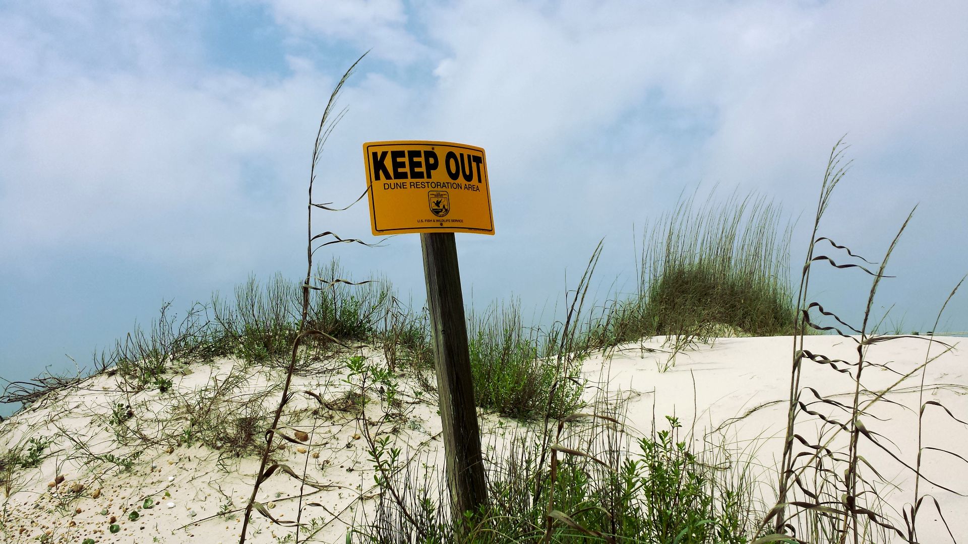 Gulf Shores Sand Dunes