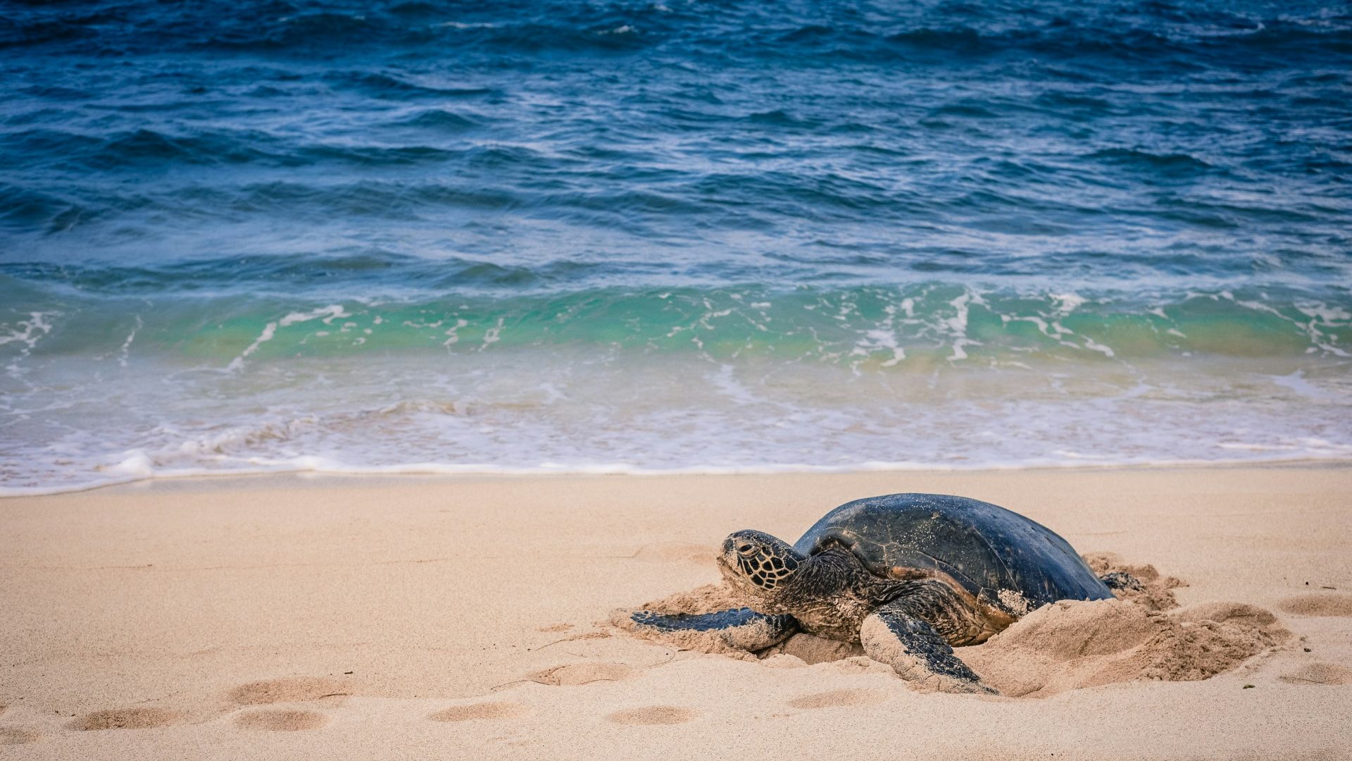 a sea turtle is laying on the beach