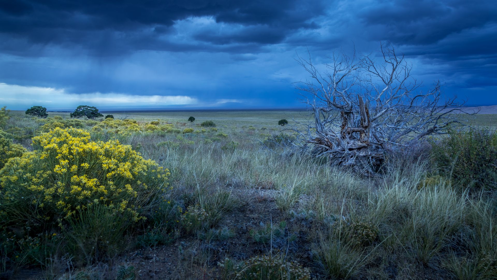 Botanic life and death on the plains.
Blooming sagebrush and the carcass of a dead tree together during the blue hour in the San Luis Valley, Great Sand Dunes National Park, Colorado, US.

Cloudy storm over the great plains showing natural flowers