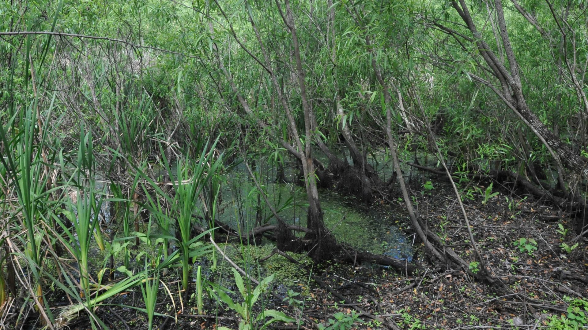 THIS IS A PEAT BOG ACCIDENTALLY DISCOVERED IN 1982 WHICH PRESERVED THE BURIALS OF NATIVE AMERICANS 7,000 TO 8,000 YEARS AGO.  IT IS LOCATED IN DENSE WOODS AND HARD TO FIND BUT LOCALS WHO ARE PROUD OF THE SITE WILL HELP YOU FIND IT.