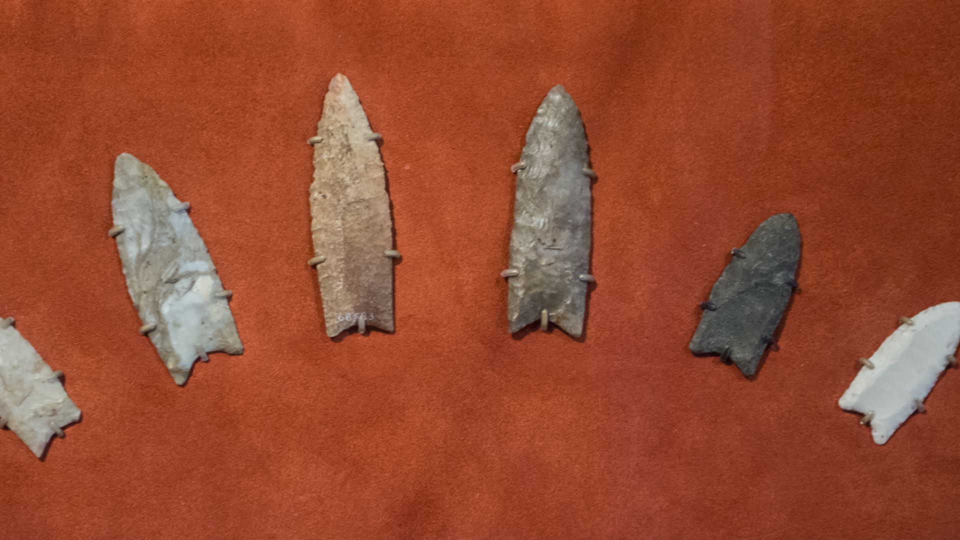Clovis spearpoints on display at the Cleveland Museum of Natural History in Cleveland, Ohio.  Named for Clovis, New Mexico, where such uniquely designed spearpoints were first found by archeologists, these spearpoints date from 13,500 to 13,000 years ago.
