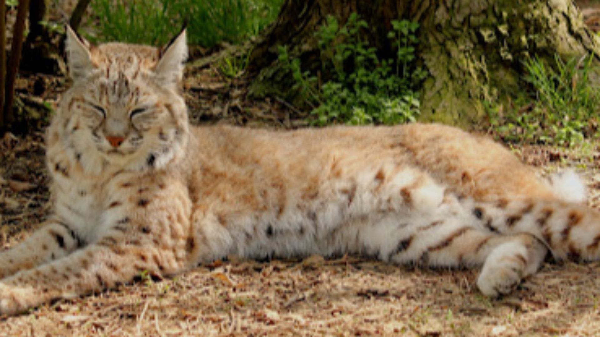 Female bobcat at the Carolina Tiger Rescue
