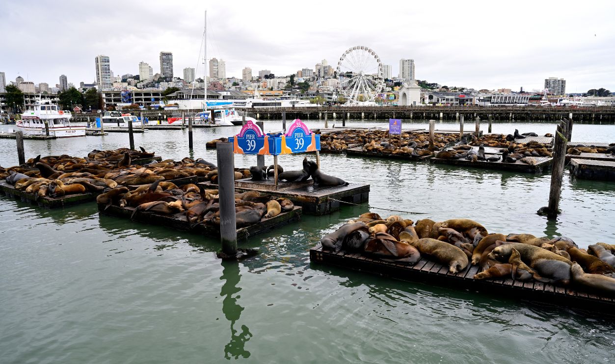 San Francisco, California USA - April 25, 2025: Pier 39 floats full of sea lions with San Francisco skyline