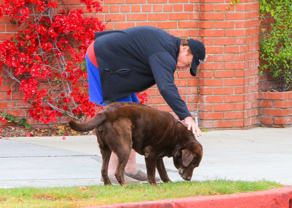 Arnold Schwarzenegger and his dog is seen in Los Angeles